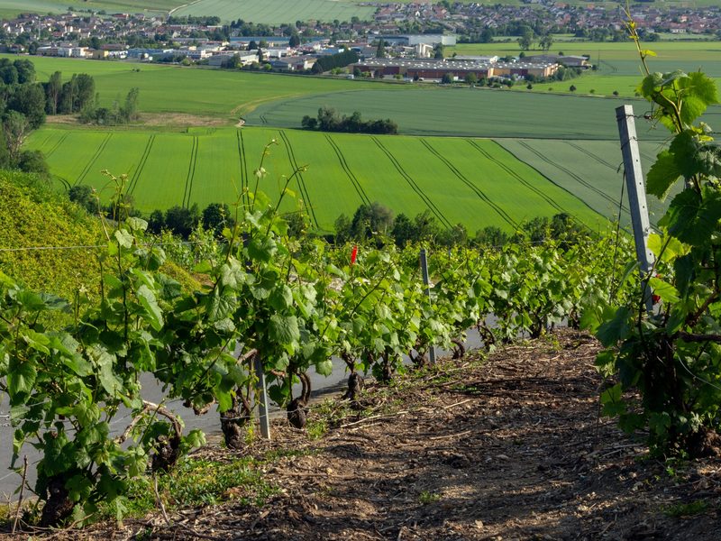 Green Champagne vineyards on a hillside above the Marne valley