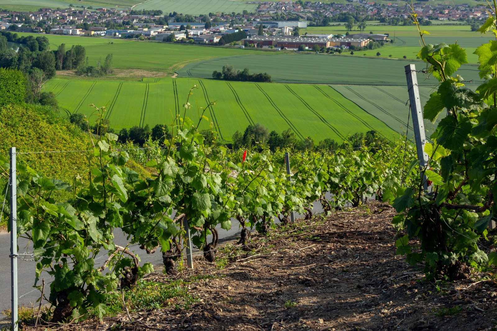 Rows of green vines on a Champagne hillside above fields and a village