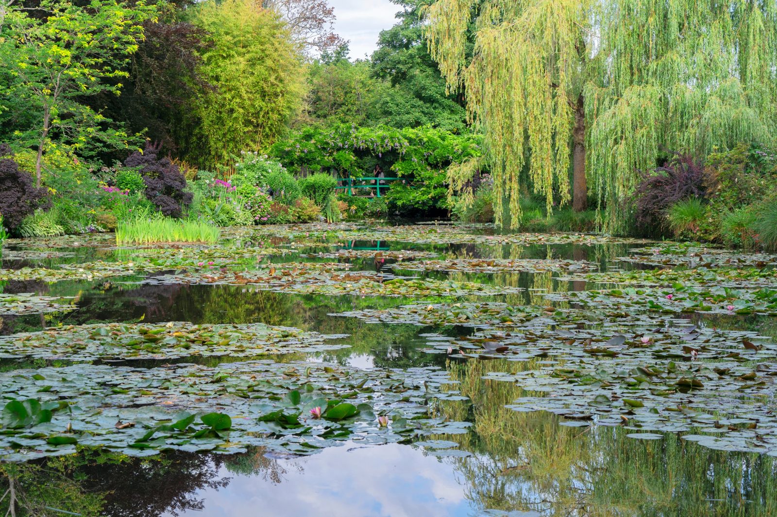 Water lilies and a weeping willow on the pond in Monet's garden at Giverny