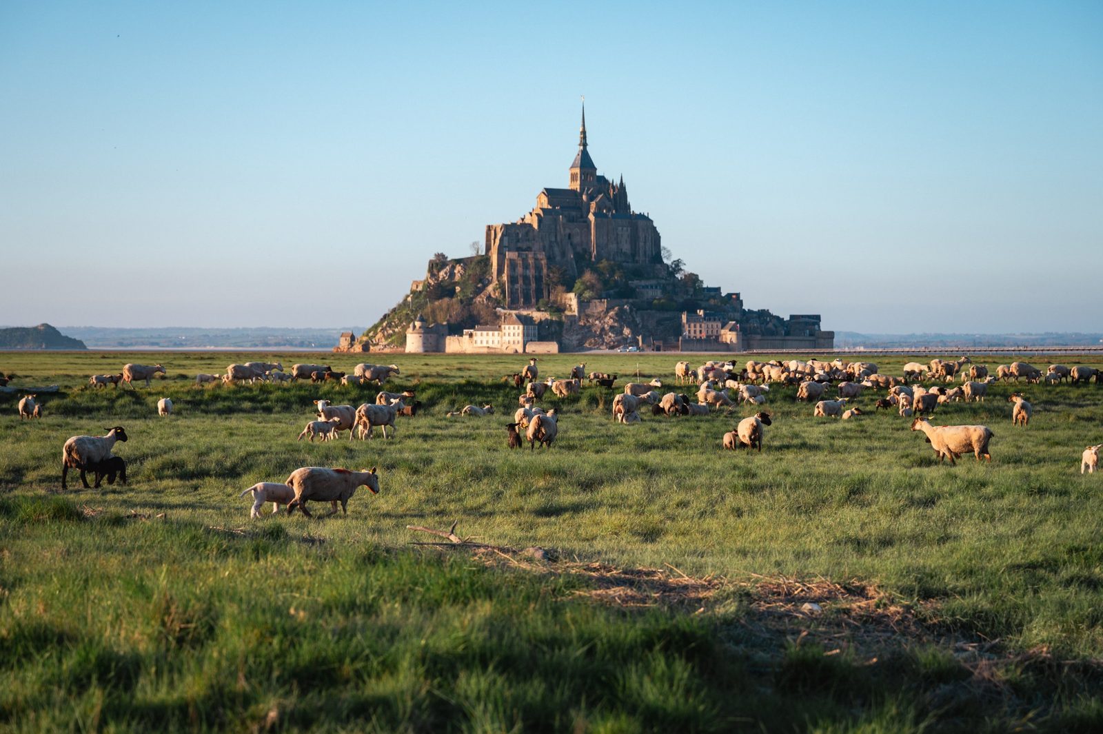 Sheep grazing in the green salt meadows with Mont-Saint-Michel in the background